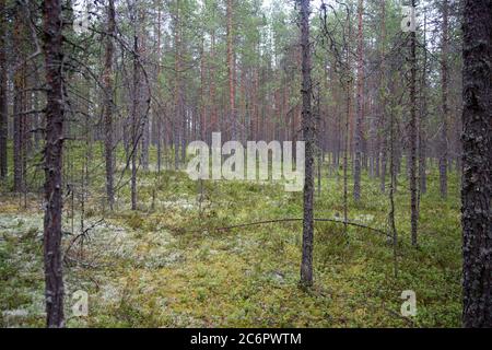 Forest with trees and moss, focus on the middle point Stock Photo