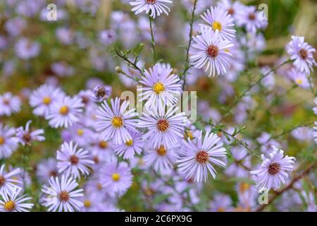 Smooth Aster (Aster laevis blue veil), Glatte Aster (Aster laevis ...