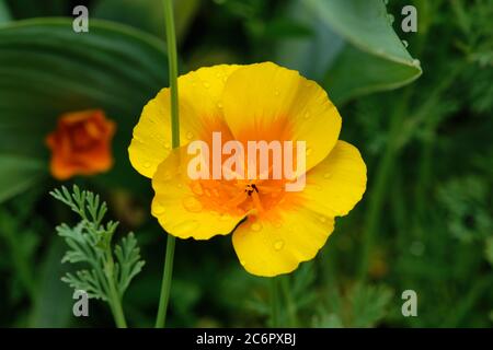 Eschscholzia californica. The California poppy. Golden poppy, California sunlight. Cup of gold. Stock Photo