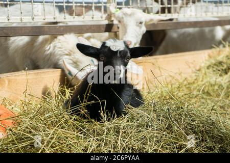 A beautiful little black goat lies in the hay. Goats on a farm. Animal look.  Stock Photo
