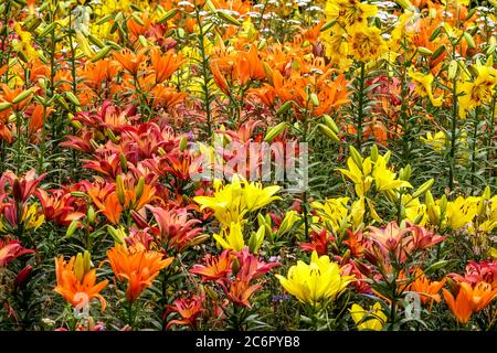 Orange yellow garden flower bed colorful lilies