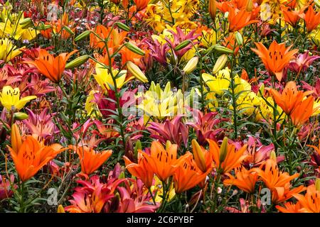 Orange lilium yellow lilies flowerbed