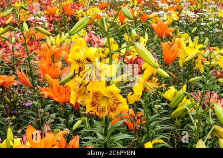 Yellow orange mixed flowers in july flowerbed lilies Stock Photo