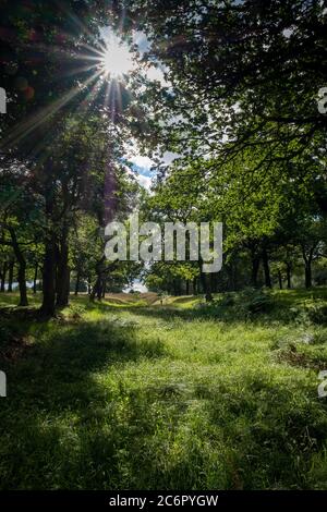 A section of the Antonine Wall, west of Rough Castle Fort, a Roman defensive fort near Falkirk, Scotland, UK. Stock Photo