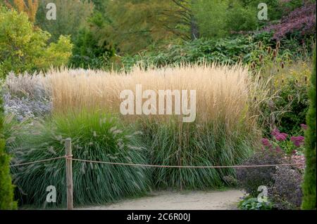 Reitgras Calamagrostis × acutiflora Karl Foerster, Reed grass Calamagrostis Karl Foerster × acutiflora Stock Photo