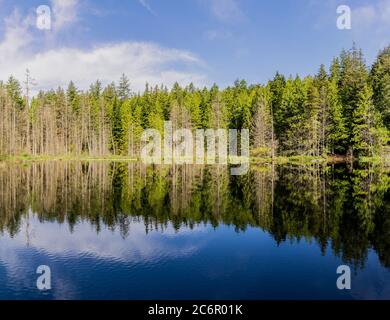 beautiful small White lake surraunded by tall forest in british columbia Canada. Stock Photo