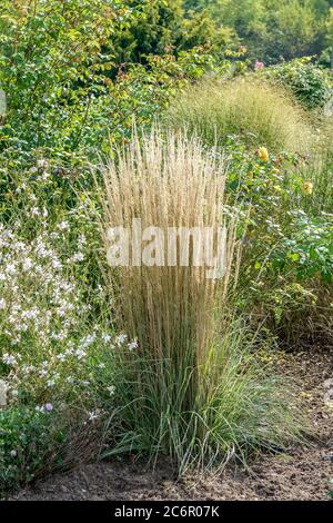 Gestreiftes Reitgras Calamagrostis × acutiflora Overdam, Striped reed grass Calamagrostis x acutiflora Overdam Stock Photo