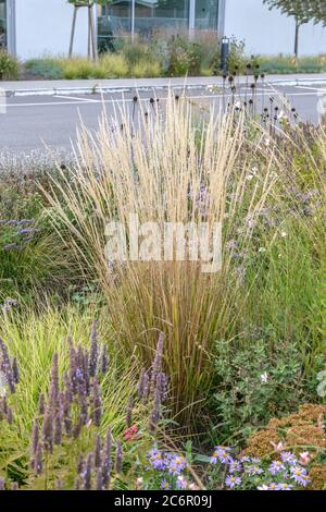 Garten-Reitgras Calamagrostis × acutiflora Waldenbuch, Garden reed grass Calamagrostis x acutiflora Waldenbuch Stock Photo