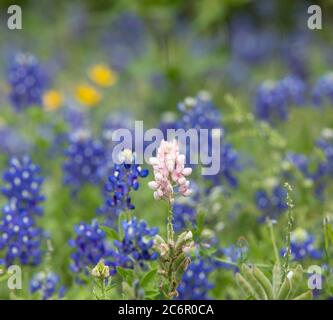 Close up of one pink Texas Bluebonnet wildflower surrounded by many blue Texas Bluebonnet wildflowers growing together Stock Photo