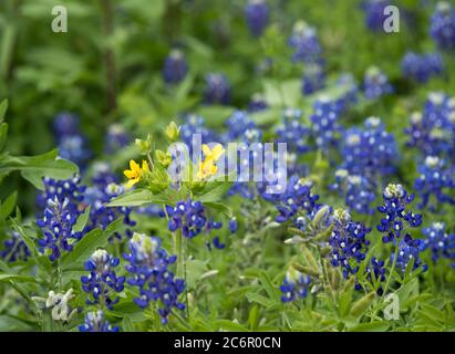 Close up of a yellow Texas Star wildflower surrounded by blue Texas Bluebonnet wildflowers growing together Stock Photo