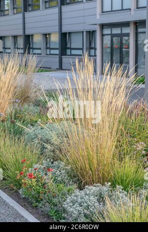 Garten-Reitgras Calamagrostis × acutiflora Waldenbuch, Garden reed grass Calamagrostis x acutiflora Waldenbuch Stock Photo