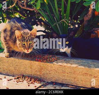 Two wild abandoned cats in the street Stock Photo