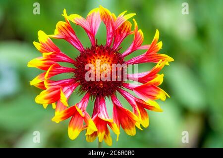 Blanket Flower Gaillardia 'Torchlight' Stock Photo