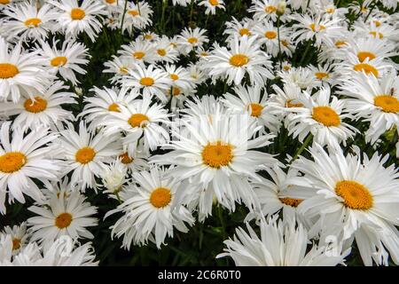 White Shasta Daisy Daisies Leucanthemum x superbum 'Stern von Antwerpen' Stock Photo
