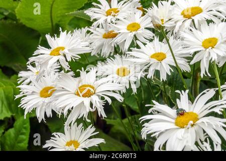 White Shasta Daisy Leucanthemum x superbum 'Stern von Antwerpen' bunch of daisies growing Stock Photo