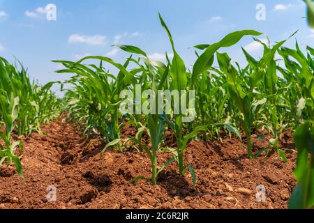 Young green corn plants on farmland - extreme low angle shot - worm's-eye view Stock Photo