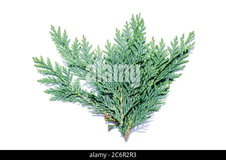 Cypress tree isolated on white background Stock Photo