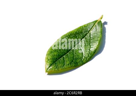 Blueberry leaf isolated on white background Stock Photo
