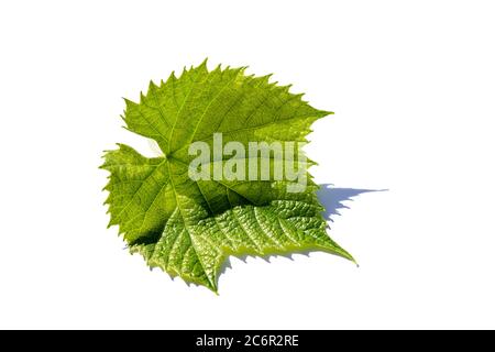 Grape leaf isolated on white background Stock Photo