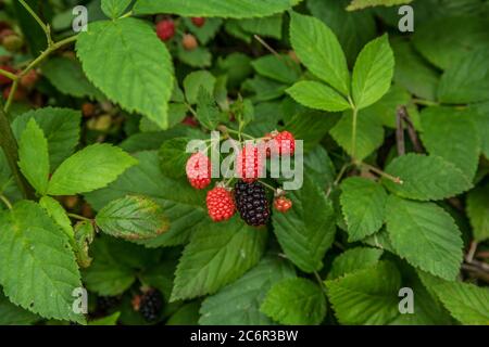 Closeup of a bush of blackberries ripening from red to black then ripe to pick and eat in the summertime Stock Photo