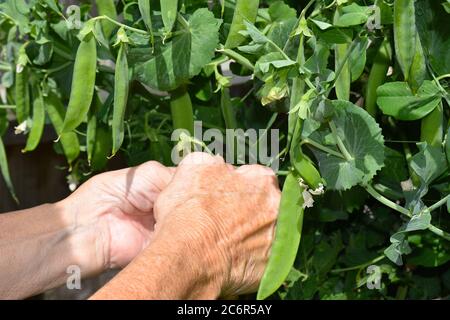 Edible pea is one of the first cultivated plants It is green long bright pod contains tiny fruits sweet tender if harvested before they reach maturity Stock Photo