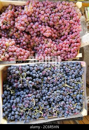 harvest juicy pink and black grapes in boxes Stock Photo