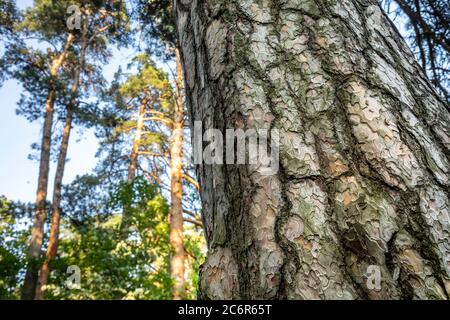 Close-up of a tree bark in a pine forest Stock Photo