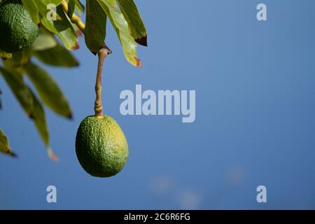 Avocado on a tree in front of a blue sky Stock Photo