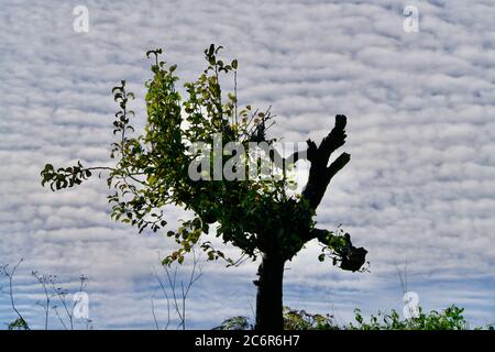 Morbit but green interesting tree under fleecy clouds Stock Photo