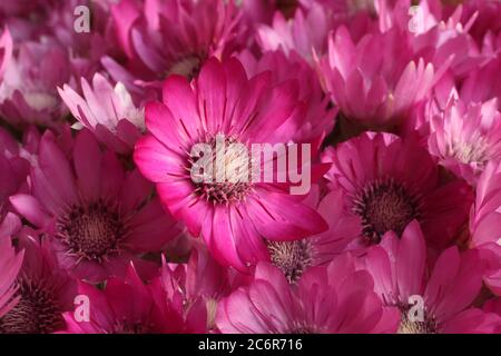 Bouquet of purple flowers Xeranthemum L. Closeup. Top-down view Stock Photo