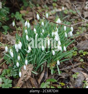 Schneegloeckchen Galanthus nivalis, Snowdrop Galanthus nivalis Stock Photo