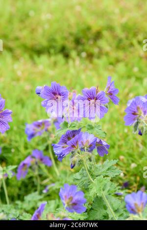 Grosser Storchschnabel Geranium × magnificum Rosemoor, Big Geranium x magnificum Rosemoor Stock Photo