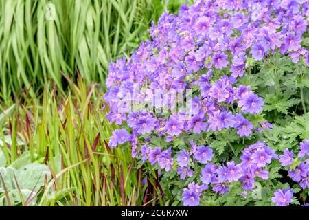 Storchschnabel Geranium × magnificum Rosemoor, Geranium x magnificum Rosemoor Stock Photo