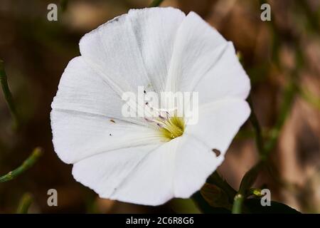 Parts of a white flower, pistil, antenna, petals, close-up, macro photography Stock Photo