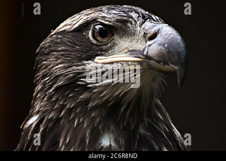 Young Bald Eagle in the Rain Stock Photo