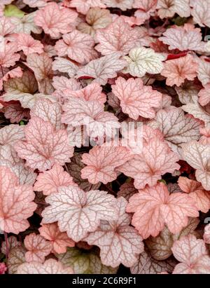 Purpurgloeckchen Heuchera Georgia Peach, Coral Bells Heuchera Georgia Peach Stock Photo