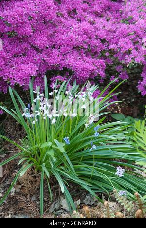 Spanisches Hasengloeckchen Hyacinthoides hispanica, Japanische Azalee Rhododendron obtusum, Spanish bluebell Hyacinthoides hispanica, Japanese Azalea Stock Photo