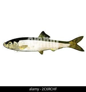 Sardine, watercolor isolated illustration of a small marine fish. Stock Photo