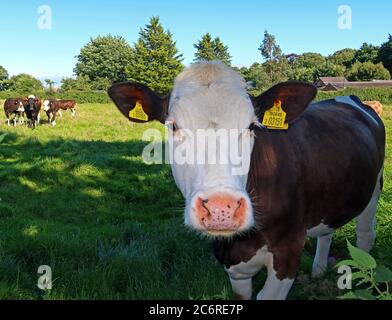 British beef cattle, country agriculture, Cheshire countryside,England,UK - quality husbandry Stock Photo