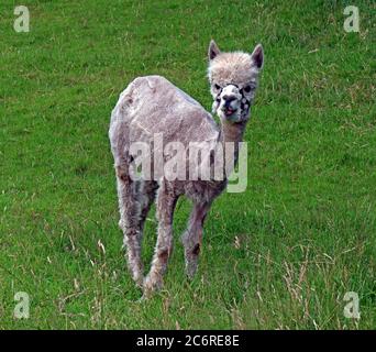 Recently clipped Alpaca, in a field, Bell Lane, Thelwall, Warrington, Cheshire, England, UK, WA4 Stock Photo