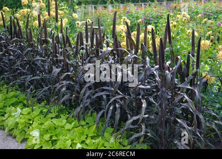 Rotlaubige Perlhirse Pennisetum glaucum Purple Majesty, Red-leaved pearl millet Pennisetum glaucum Purple Majesty Stock Photo