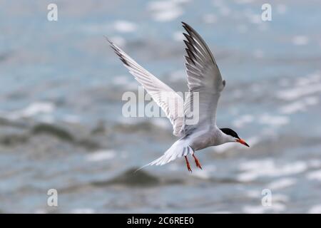 Common Tern, Sterna hirundo, in hovering pattern ready to dive for catch Stock Photo
