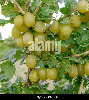 Stachelbeere Ribes uva-crispa Invicta, Gooseberry Ribes uva-crispa Invicta Stock Photo