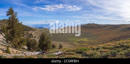 Ancient Bristlecone Pine Forest Stock Photo