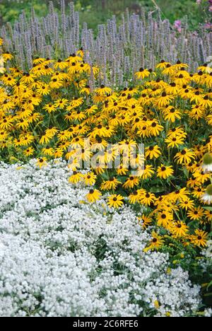 Sonnenhut Rudbeckia fulgida Goldsturm, Perlpfoetchen Anaphalis triplinervis Sommerschnee, Coneflower Rudbeckia fulgida gold rush, Perlpfoetchen Anapha Stock Photo