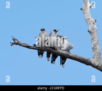 Black-faced Woodswallows huddled together on a branch (Artamus cinereus), Limmen National Park, Northern Territory, NT, Australia Stock Photo