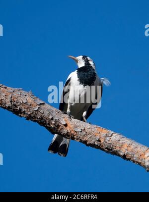 Vertical portrait of a Magpie Lark (Grallina cyanoleuca) perched on a branch, Northern Territory, NT, Australia Stock Photo