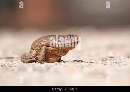 Close-up of a Cane Toad (Rhinella marina) is an imported pest in Australia, Northern Territory, NT, Australia Stock Photo