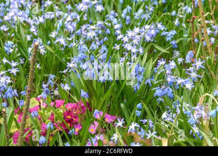 Fruehlingsbeet unter Rosen, Sibirischer Blaustern  Scilla siberica, Schneestolz Chionodoxa luciliae, Spring border with lilies, Siberian squill Scilla Stock Photo