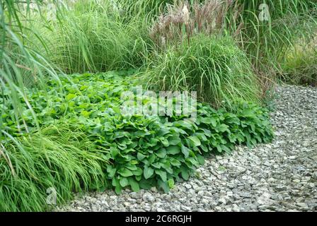 Kleiner Kaukasusbeinwell Symphytum grandiflorum, Lesser Caucasus Comfrey Symphytum grandiflorum Stock Photo
